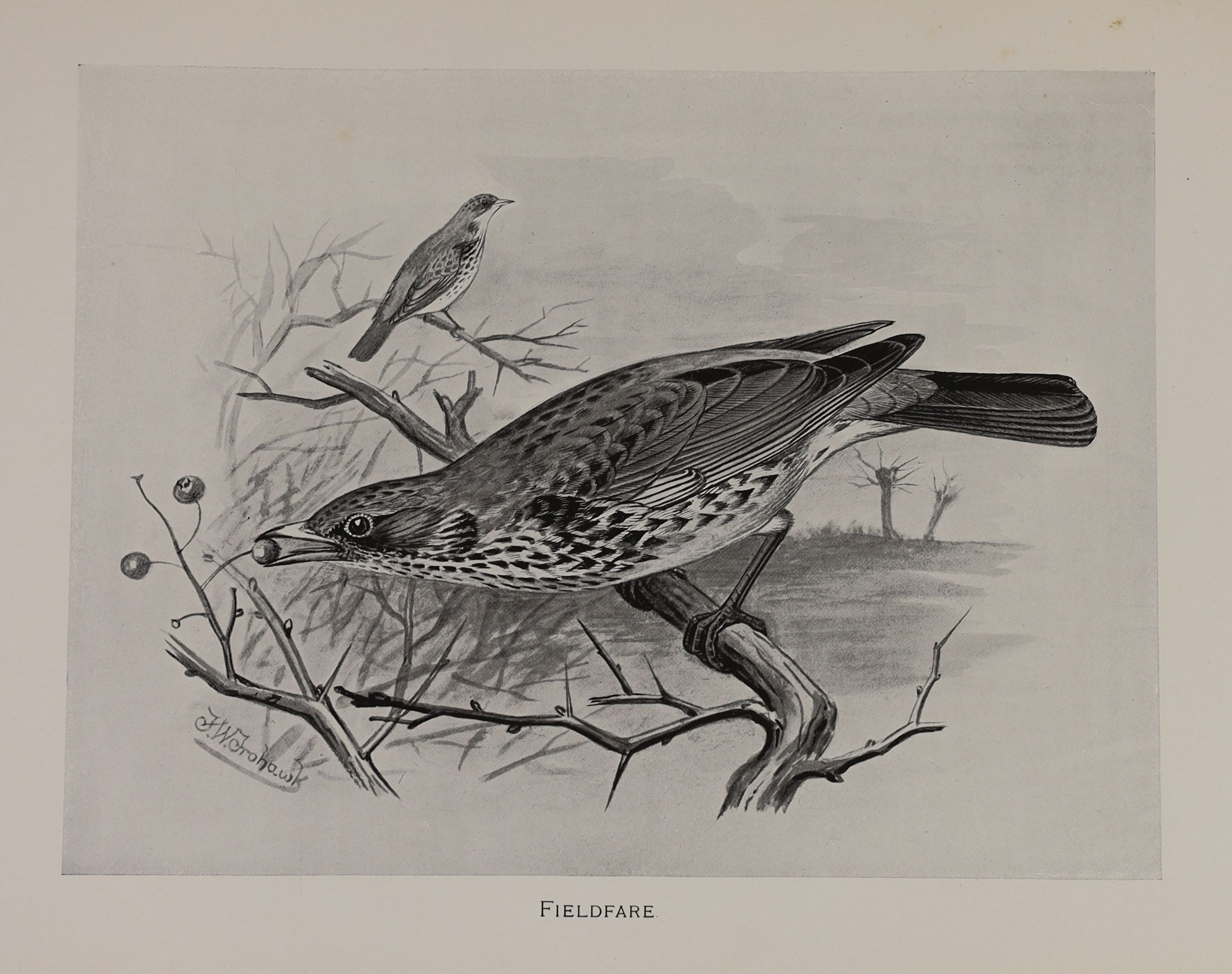 Butler, Arthur Gardiner and others - British Birds, with their Nests and Eggs, 6 vols, 4to, original pictorial cloth gilt, with 24 chromolithograpghs, Brumby and Clarke, Hull and London, [1896-98]